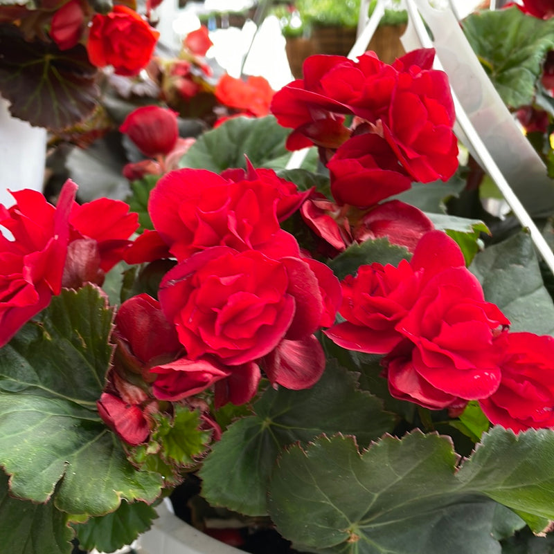 Begonia - Solenia Hanging Basket