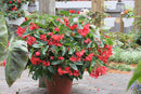 Begonia - 'Dragon Wing Series'