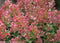 Hydrangea - 'Little Quick Fire' Panicle Hydrangea