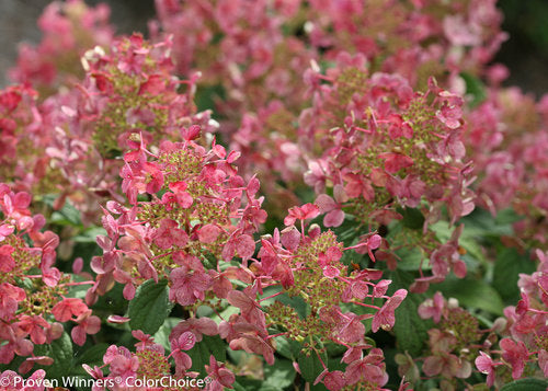 Hydrangea - 'Little Quick Fire' Panicle Hydrangea