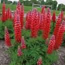 Lupinus - Westcountry™ 'Red Rum' Lupine