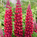 Lupinus - Westcountry™ 'Red Rum' Lupine