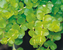 Lysimachia Aurea