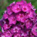 Phlox - 'Grape Lollipop' Candy Store™ Garden Phlox