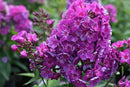 Phlox - 'Grape Lollipop' Candy Store™ Garden Phlox