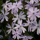 Phlox - subulata 'Emerald Blue' Creeping Moss Phlox