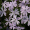 Phlox - subulata 'Emerald Blue' Creeping Moss Phlox