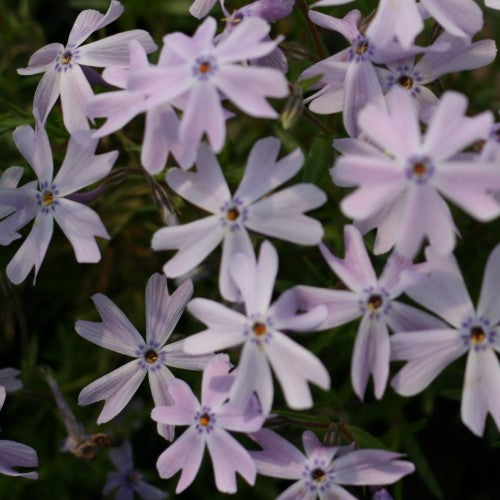 Phlox - subulata 'Emerald Blue' Creeping Moss Phlox
