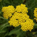 Achillea - "Moonshine" Yellow Yarrow