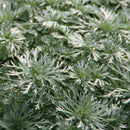Artemisia - 'Silver Mound' Wormwood/Mugwort