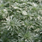 Artemisia - 'Silver Mound' Wormwood/Mugwort