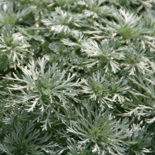 Artemisia - 'Silver Mound' Wormwood/Mugwort