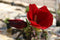 Hibiscus Perennial - ‘Midnight Marvel' Rose Mallow