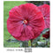Hibiscus Perennial - ‘Blackberry Merlot' Rose Mallow