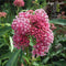 Asclepias - ‘Cinderella' Swamp Milkweed