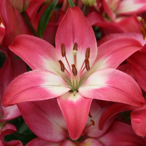 Lilium - 'Tiny Diamond' Asiatic Lily