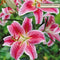 Lilium - 'Stargazer' Oriental Lily