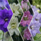 Delphinium - 'Mini Stars Dwarf' Larkspur