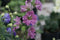 Delphinium - 'Mini Stars Dwarf' Larkspur