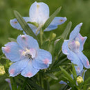 Delphinium - 'Summer Blues' Dwarf Delphinium