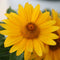 Heliopsis - 'Tuscan Gold' False Sunflower