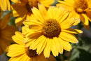 Heliopsis - 'Tuscan Gold' False Sunflower