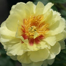 Paeonia - 'Bartzella' Itoh Peony