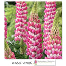 Lupinus - Westcountry™ 'Rachel de Thame' Lupine