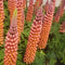 Lupinus - Westcountry™ 'Terracotta' Lupine
