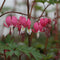 Dicentra Spectabilis -  Old Fashioned Bleeding Heart