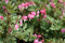 Dicentra Spectabilis -  Old Fashioned Bleeding Heart