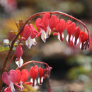 Dicentra - 'Valentine' Bleeding Heart