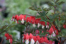 Dicentra - 'Valentine' Bleeding Heart