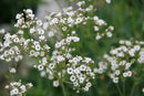 Gypsophila - 'Double Snowflake' Baby's Breath