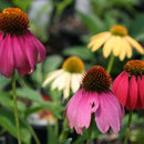 Echinacea - 'Cheyenne Spirit' Coneflower