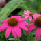 Echinacea - 'Pow Wow Wildberry' Coneflower