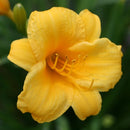 Hemerocallis - ‘Stella de Oro' Mini Daylily