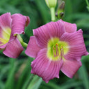 Hemerocallis - 'Purple De Oro' Daylily