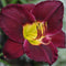 Hemerocallis - 'Bela Lugosi' Daylily