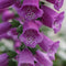 Digitalis - ‘Dalmatian Purple' Foxglove