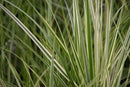 Calamagrostis - ‘Overdam' Variegated Feather Reed Grass