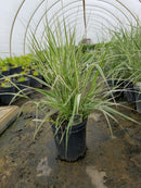 Calamagrostis - ‘Overdam' Variegated Feather Reed Grass
