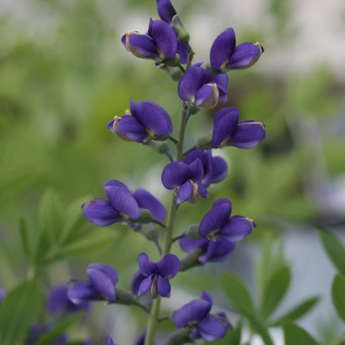 Baptisia - ‘Blueberry Sundae' Decadence® False Indigo