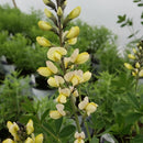 Baptisia – ‘Pink Lemonade’ Decadence® Deluxe False Indigo