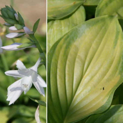 Hosta - 'Guacamole'