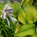 Hosta - 'Stained Glass'