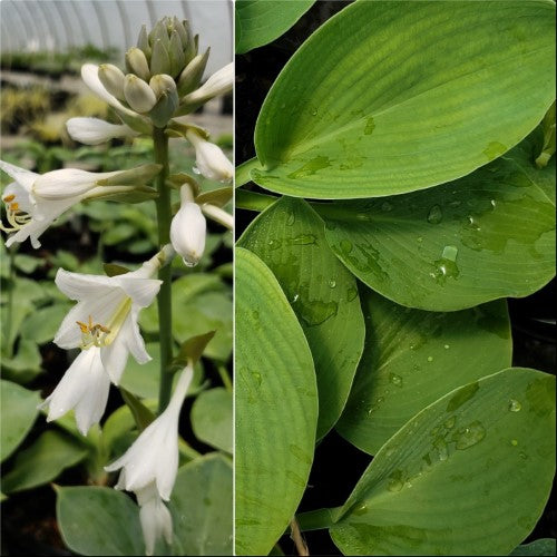 Hosta - 'Elegans'