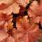 Heuchera - ‘Peachberry Ice' Primo™ Coral Bells