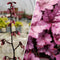 Heuchera - 'Wildberry' DOLCE® Coral Bells