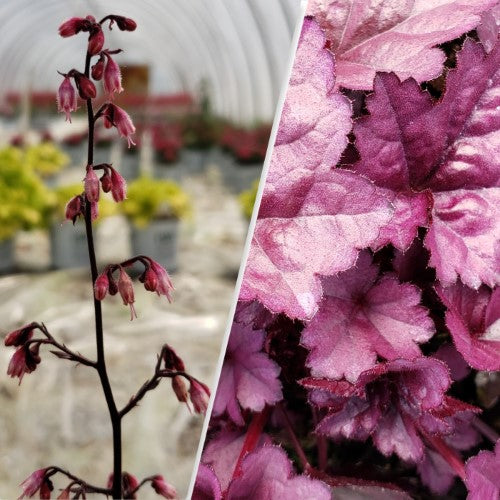 Heuchera - 'Wildberry' DOLCE® Coral Bells